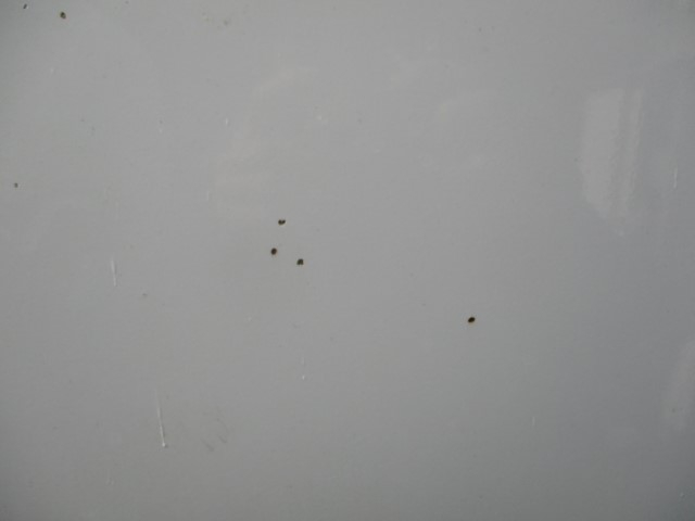 H28���������ե���ɡ����ȥ󥢥��ʿ�ܥǥ�PG�ա��Ѻ�6,200��