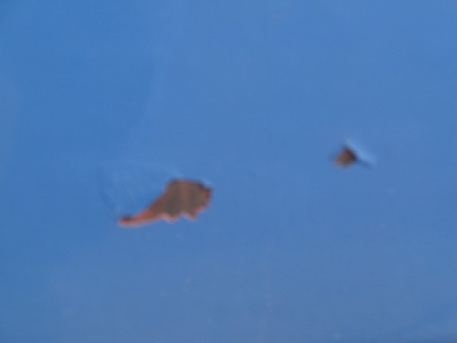 H29������������ա��ץ쥹���г���4.3