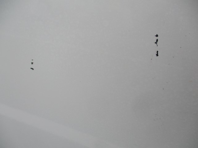 R5������ǥ�ȥ����ץ쥹���г���4.3Ω�ơ�ǧ����ż�